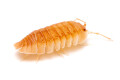 Armadillidium pallasii 'Orange'